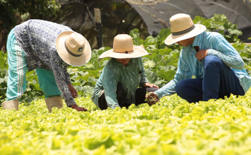 Associação de horticultores vende R$ 65 mil para Programa de Aquisição de Alimentos