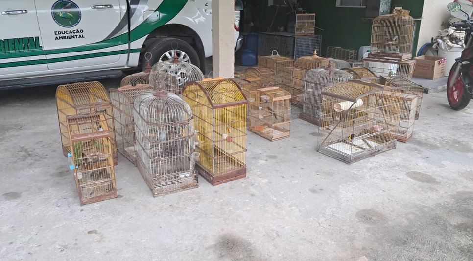 40 aves silvestres foram resgatadas pela polícia militar no interior de Alagoas. Foto: Reprodução/Internet.