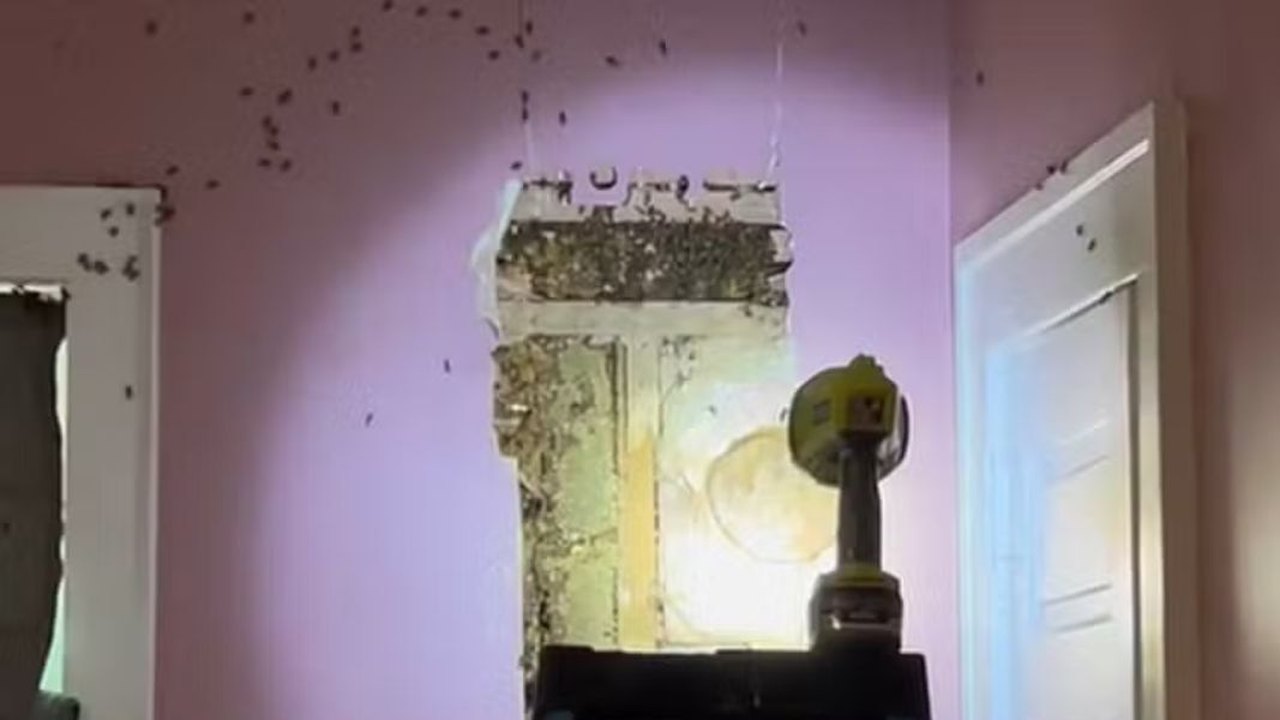 Após criança reclamar de 'monstros', família nos EUA encontra 60 mil abelhas em parede de quarto: 'Filme de terror'