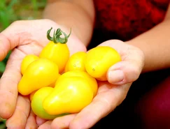 TECPAR-Orgânicos (1).JPG 