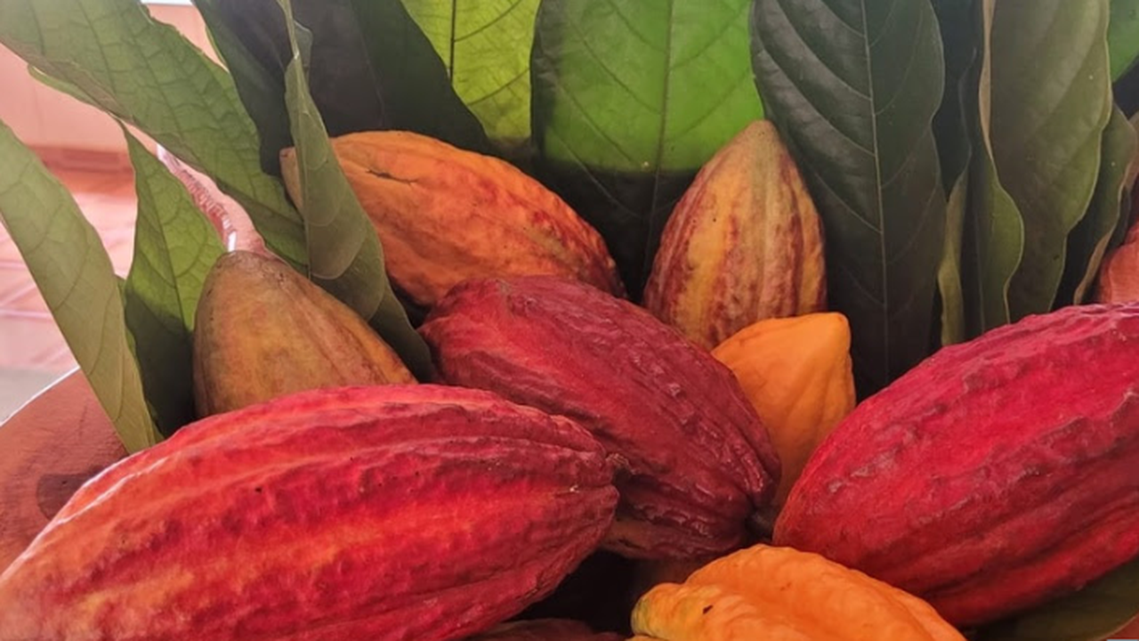 Dia do Chocolate: Rota do Cacau fortalece produção sustentável no Brasil