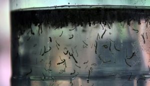 dengue