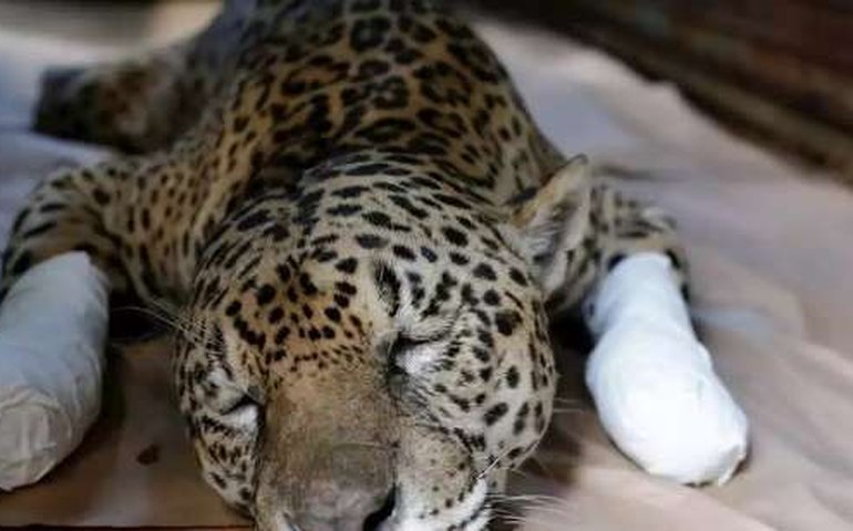 Onça que sobreviveu a fogo do Pantanal tem alta; falta plano de devolução