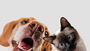 colagem-de-animal-de-estimacao-bonito-isolada