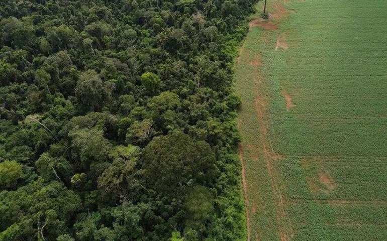 Vegetação já não consegue absorver CO2 como antes, aponta estudo