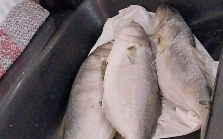 Longas filas e espera marcam distribuição do Kit Peixe em Palmeira dos Índios durante esta quinta-feira; vídeo