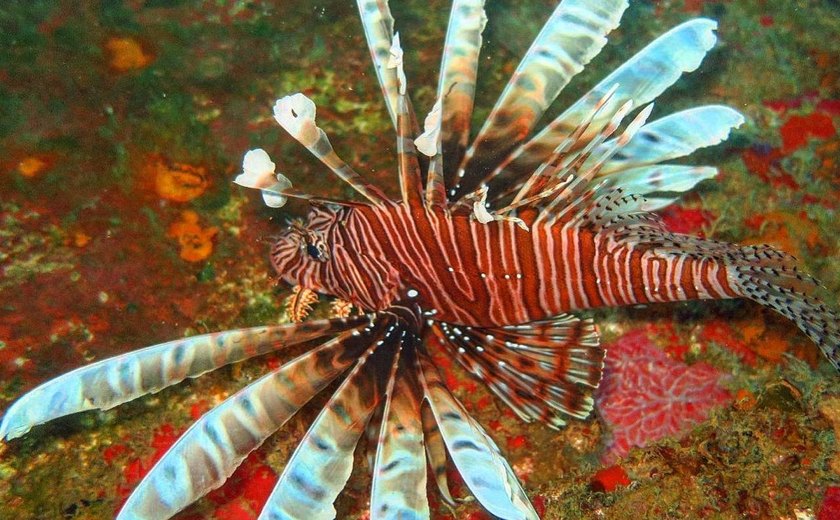 Ufal articula novas medidas para espécies marinhas invasoras