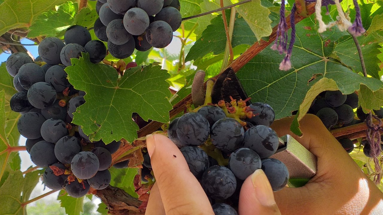 Projeto do Ifal Piranhas produz licores com uvas cultivadas em parreirais da unidade