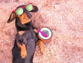 Água de coco, chá de camomila e mais: 5 bebidas seguras para oferecer aos pets nos dias quentes