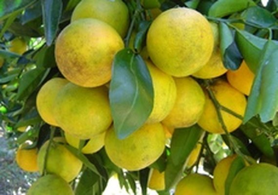 Festa do Suco de Laranja Lima é realizada em Santana do Mundaú