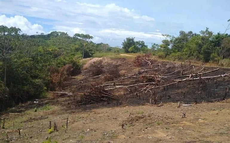 Polícia Ambiental de  Alagoas realiza combate ao desmatamento e ao tráfico de animais silvestres