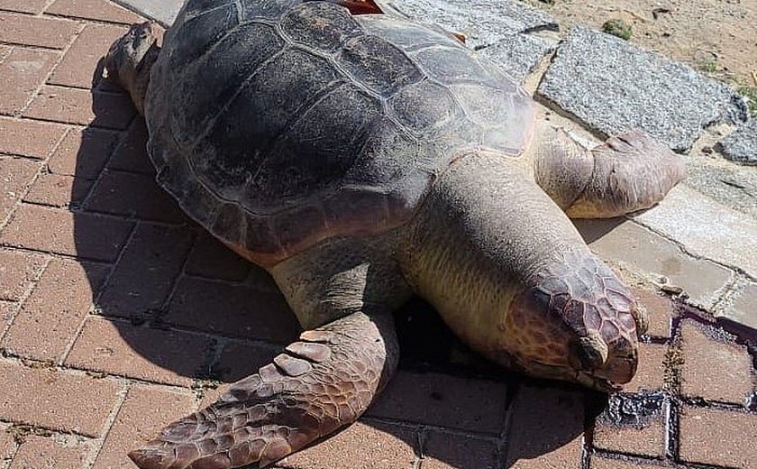 Espécie de tartaruga encontrada morta pode viver até os 67 anos