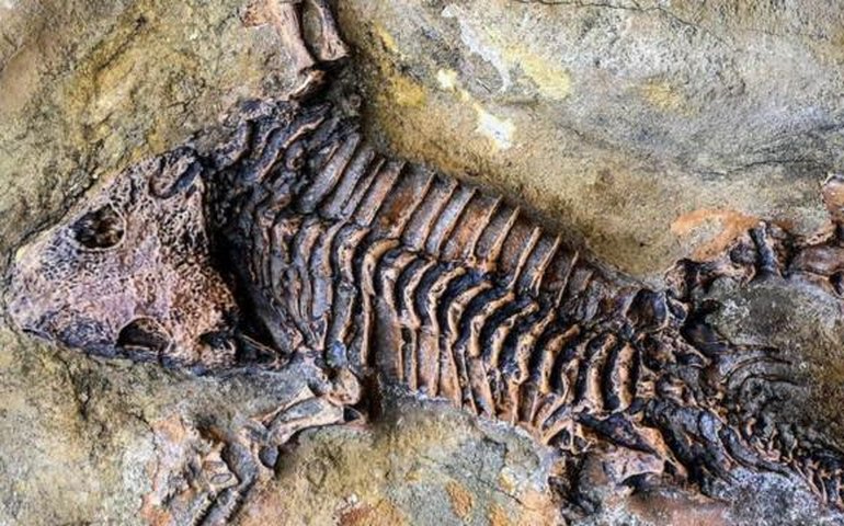 Grupo de paleontólogos encontra esqueleto completo de uma preguiça que viveu cerca de 50 mil anos