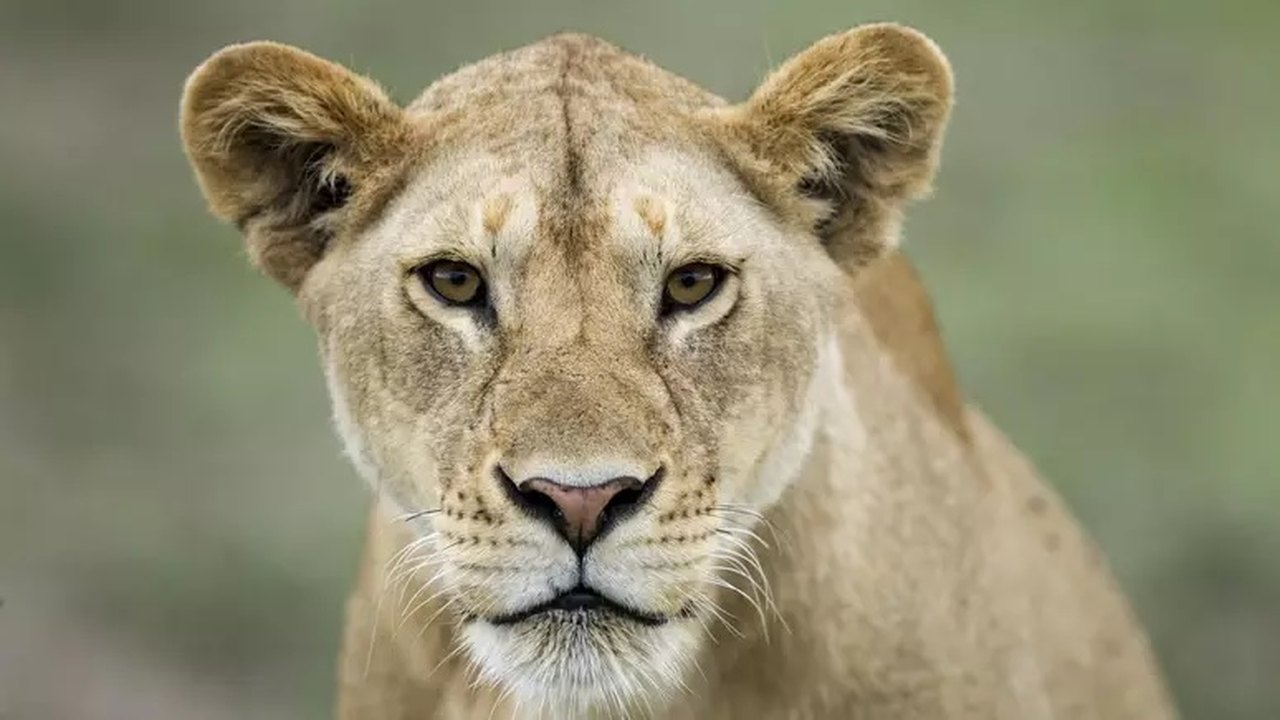 Berlim retira toque de recolher após descobrir que animal à solta é javali, não leoa