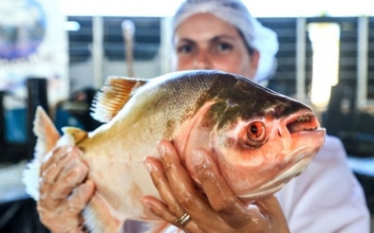 Agricultura promove Feira do Peixe Vivo nesta quarta e quinta-feira