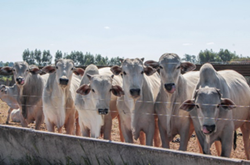 Seca pressiona a pecuária e acelera adoção de sistemas mais resilientes no campo