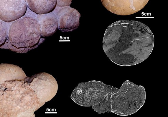 Fósseis brasileiros ajudam a entender como viviam os dinossauros