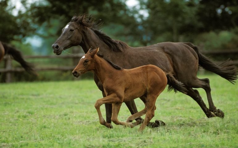 Amor, mordidas e até fuga com cavalo: macacos protagonizam 'romance' da vida selvagem em tentativa de salvar espécie ameaçada