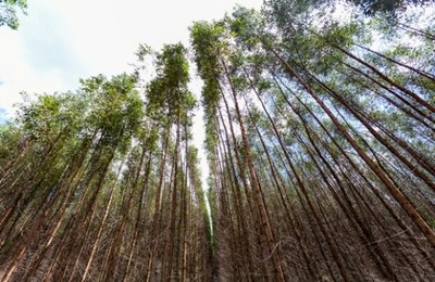 Estado aposta no eucalipto como futuro sustentável de Alagoas