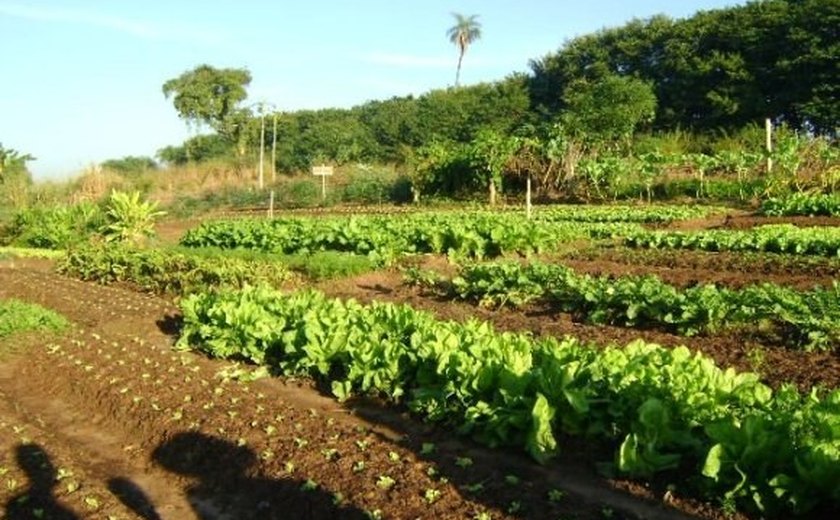 Representante do Sebrae nacional destaca resultados do APL Horticultura em Alagoas