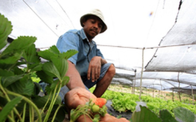 Área irrigada gera renda para agricultura familiar