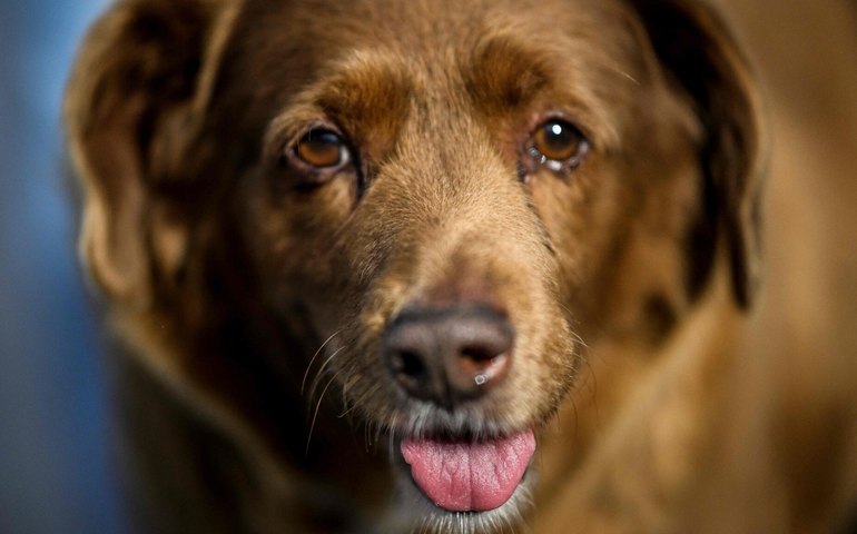 Famoso cão 'mais velho do mundo' tem título suspenso pelo Guinness; entenda
