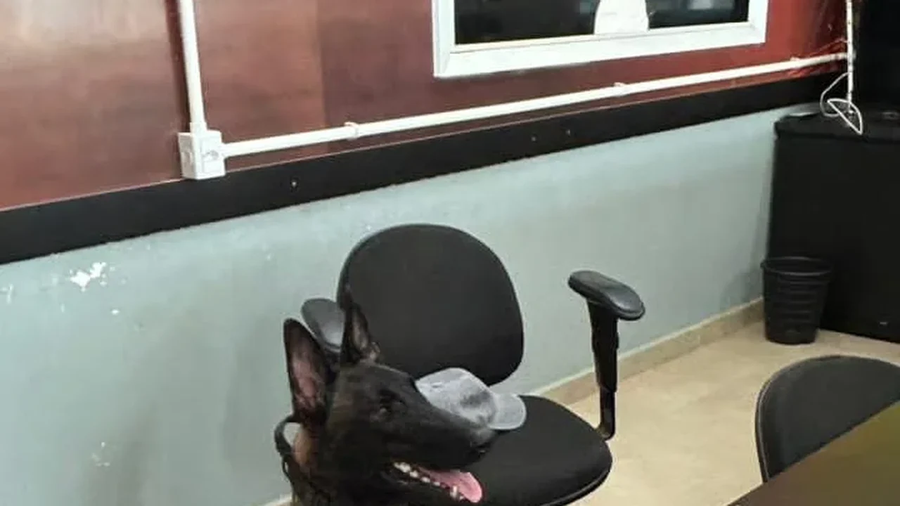 Cão Apolo localiza entorpecentes escondidos no Lago Juca Sampaio