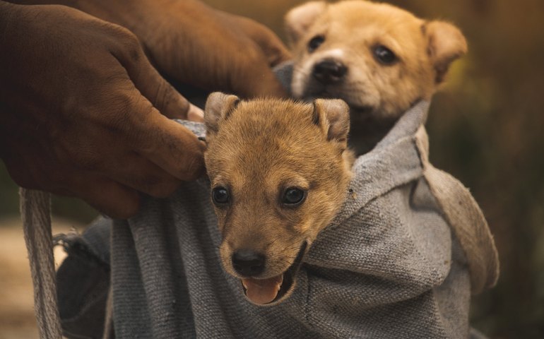Adoção de pets: compromisso e responsabilidade