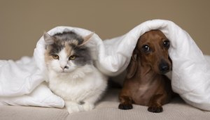 Campanha incentiva abrigo temporário de cães e gatos com auxílio mensal em Aracaju; saiba como participar