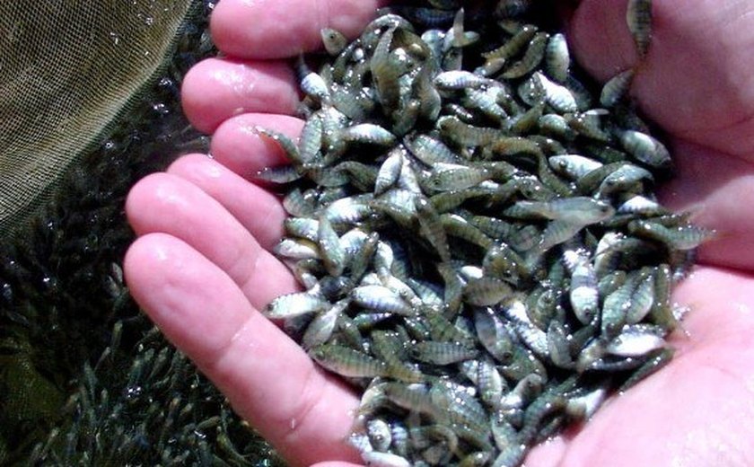 Núcleos de Piranhas e Rio Largo vão produzir 200 mil alevinos por mês
