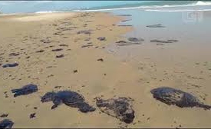 Manchas de óleo de petróleo apareceram no litoral nordestino no começo de setembro