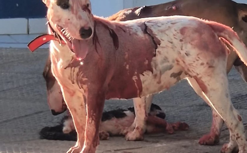 Ataque de cães da raça Bull Terrier causa desespero e mata gato em frente ao um ginásio de esportes em Maceió