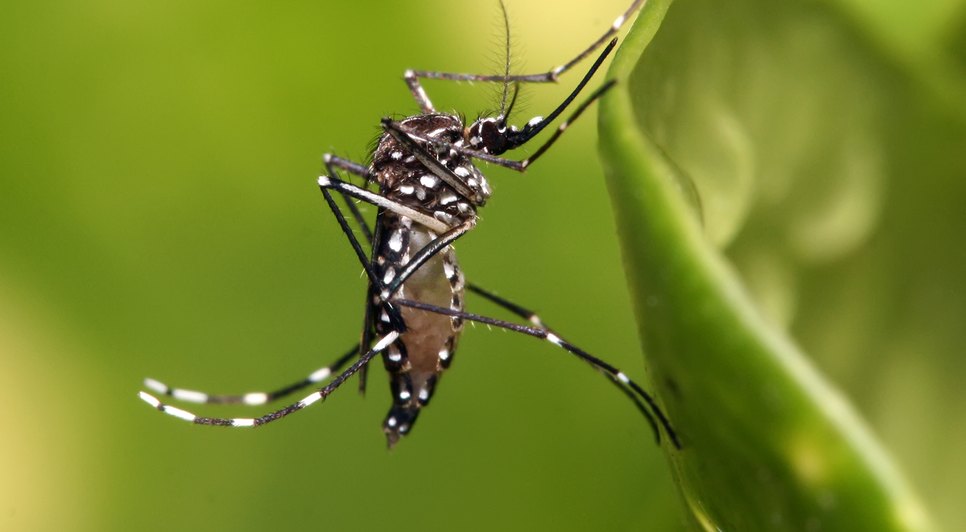 Aedes_aegypti.jpg