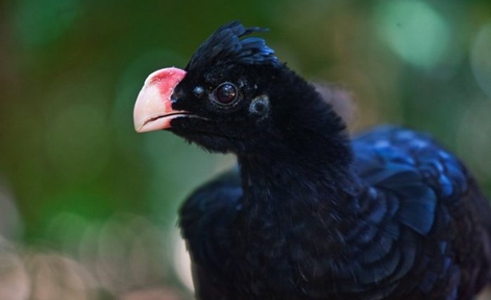 Mutum de Alagoas, uma das aves mais raras do planeta, será o símbolo de Alagoas nos 200 anos do Estado, de acordo com determinação do governador Renan Filho - Divulgação