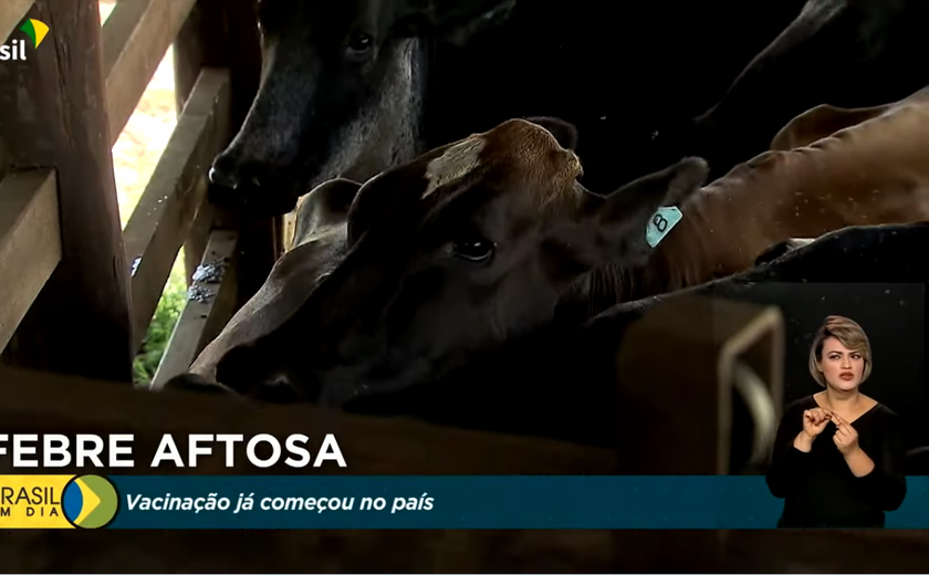 Campanha contra febre aftosa deve vacinar 107 milhões de animais