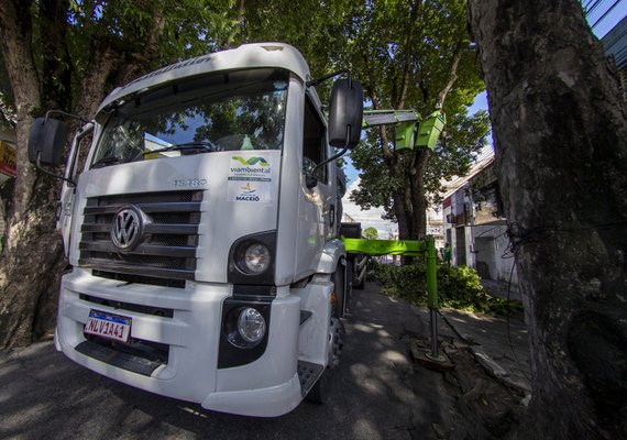 Rua Augusta Recebe Serviço de Arborização para Prevenir Acidentes