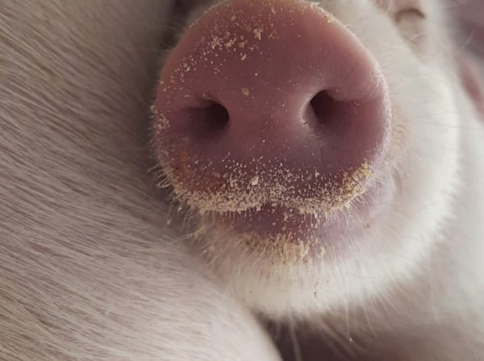Vetanco anuncia vencedora do 3º Concurso Fotográfico Bacon Lovers; confira