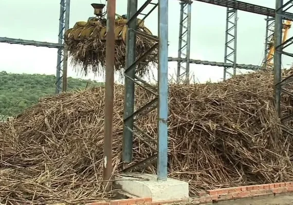 Safra 24/25 em Alagoas tem potencial produtivo em alta