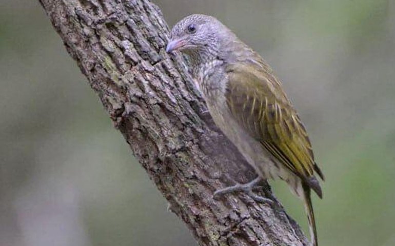 Pássaros e humanos falam dialetos semelhantes em vilarejos africanos, aponta estudo