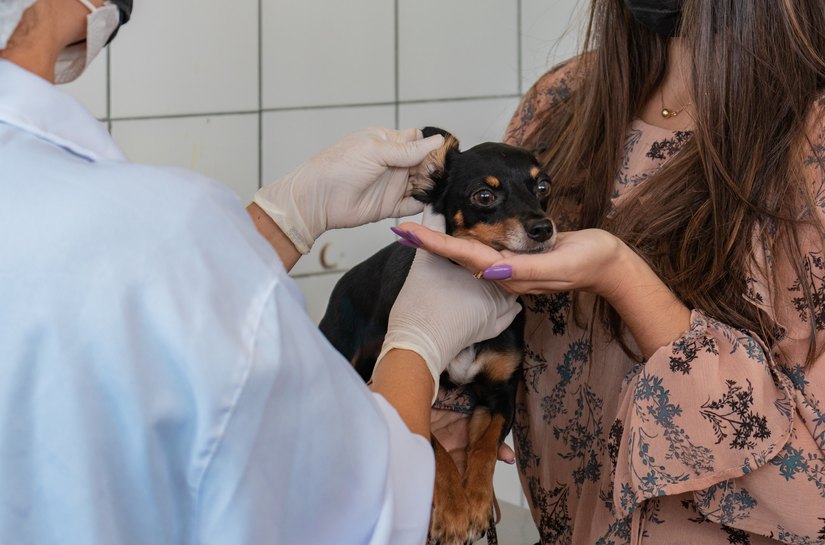 No Dia Internacional da Medicina Veterinária, CCZ reforça serviços oferecidos à população