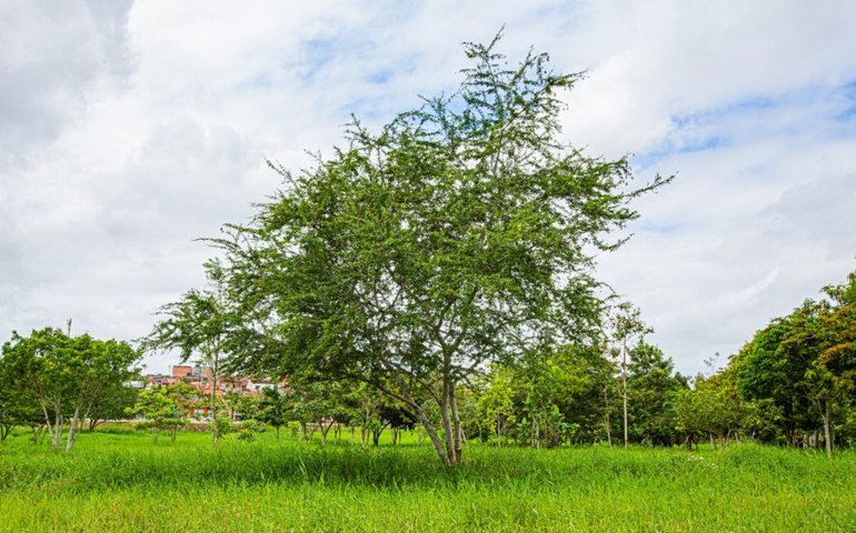 Arapiraca Verde: programa de arborização prevê plantio de 20 mil mudas