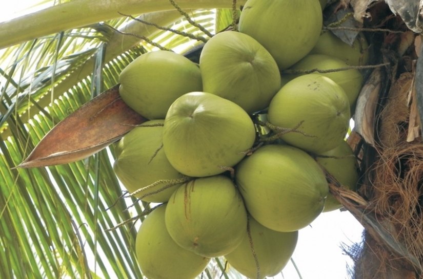 Workshop discute incentivos fiscais à cultura do coco em Alagoas