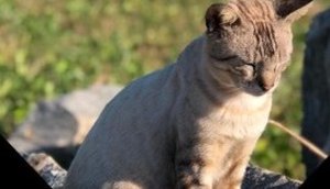 WhatsApp Image 2021-11-22 at 14.14.51.jpeg / Foto: Foto: redes sociais "Gatinhos Coroa do Meio"