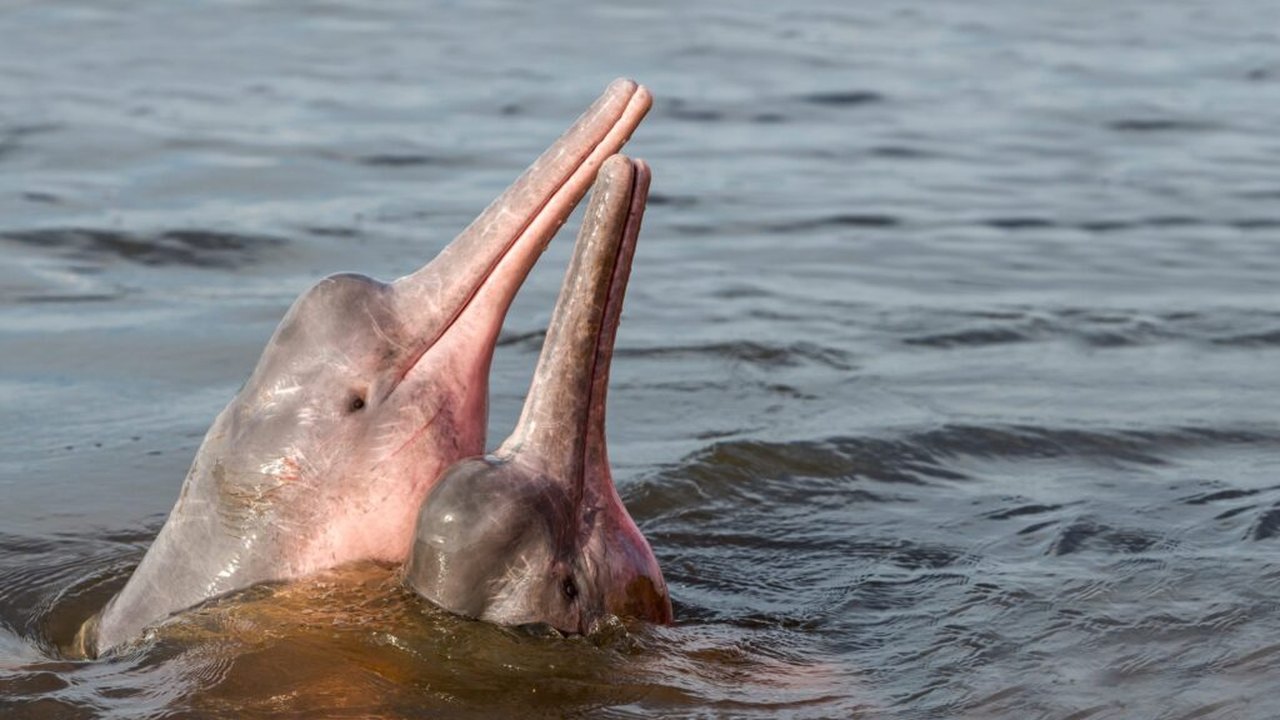 Companhia animal: pescadores chineses documentam golfinhos que seguem navios perto da ilha de Weizhou