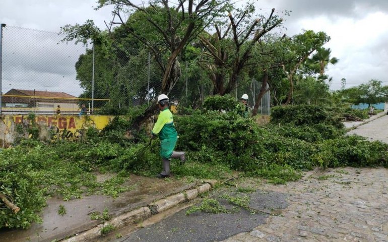 Como forma de prevenção, Prefeitura intensifica poda de árvores