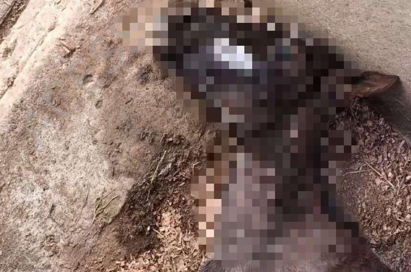 MP denuncia empresa e sócios por morte de dezenas de cavalos em Atalaia