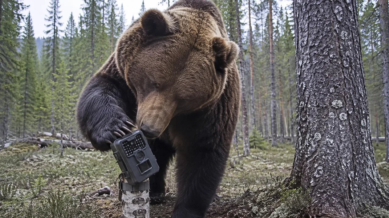 Urso 'perfeccionista' é captado ajustando câmera inclinada na Rússia
