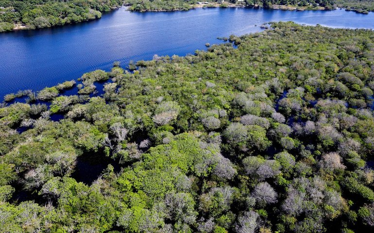 Saiba como títulos verdes possibilitam reflorestamento na Amazônia