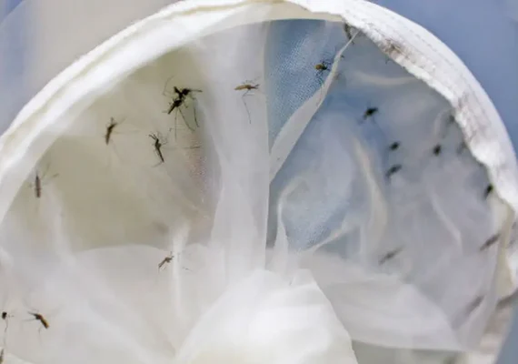 Brasil tem 391 mortes por dengue