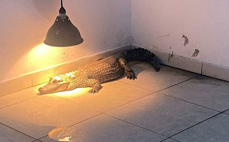 Criança de 9 anos é atacada por jacaré em Arapiraca